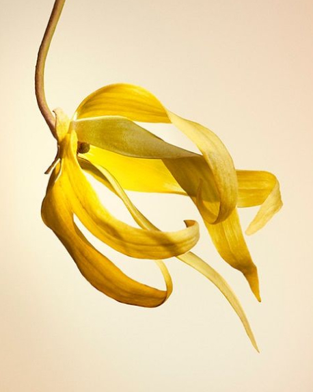 Top notes visual: Ylang-Ylang and Rhubarb