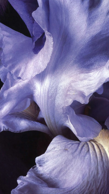Middle notes visual: Geranium, Orange Blossom, Jasmine and Iris