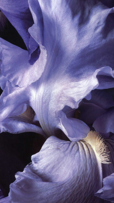 Middle notes visual: Rose, Iris and Amberwood
