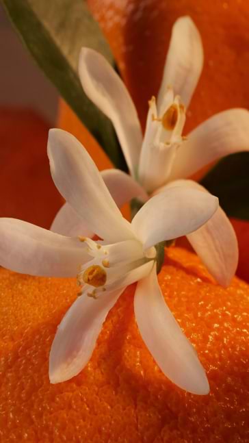Middle notes visual: Orange Blossom, Jasmine, Jasmine Sambac and Cyclamen