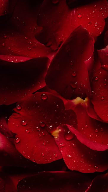 Middle notes visual: Turkey Red Rose, Cinnamon, Osmanthus and Geranium