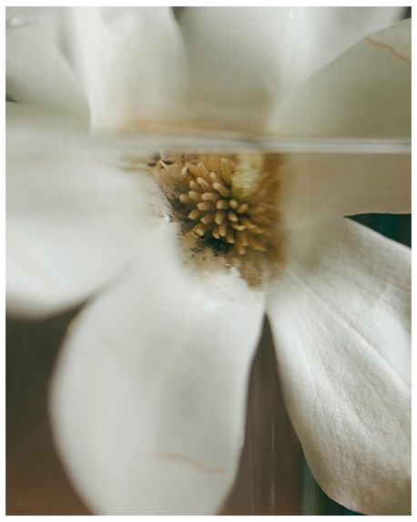 Top notes visual: Bergamot,Pink Pepper