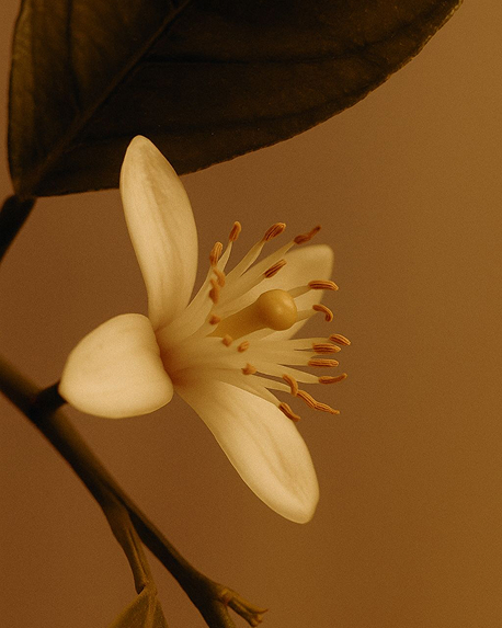Top notes visual: Peach,Saffron
