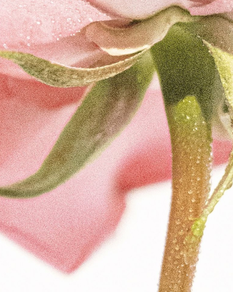 Top notes visual: Gardenia,Rose