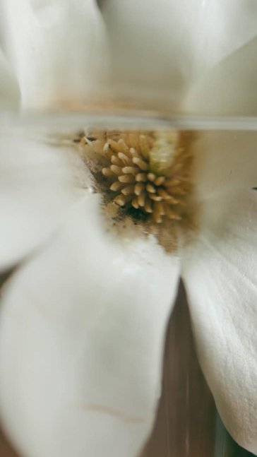Middle notes visual: Jasmine,White Flowers
