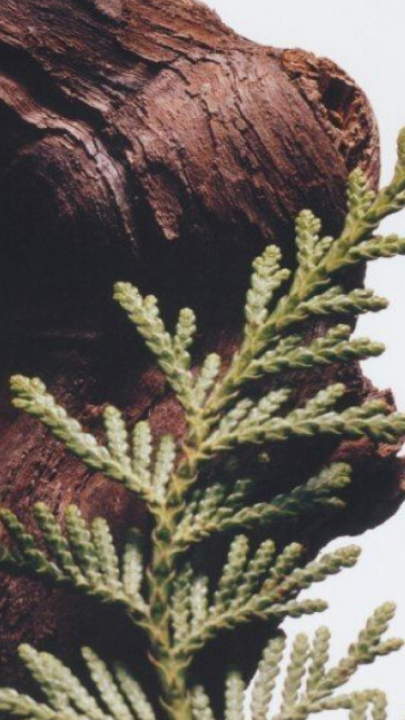 Middle notes visual: Cypress