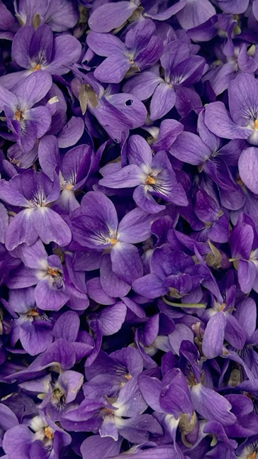 Middle notes visual: Cinnamon,Nutmeg,Violet