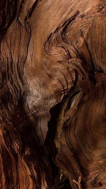 Middle notes visual: Musk,Precious Woods