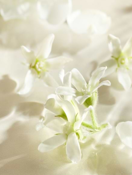Base notes visual: White Musk