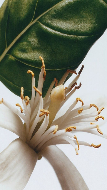 Middle notes visual: Neroli, Tea and Gentiana
