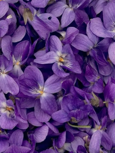 Base notes visual: Violet, Cedar Virginie essence, Caramel, Clary sage esse