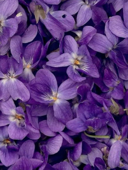 Base notes visual: Violet, Amber Musks, Black Musks