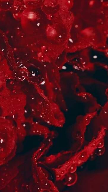 Middle notes visual: Floral Notes,Geranium,Rose