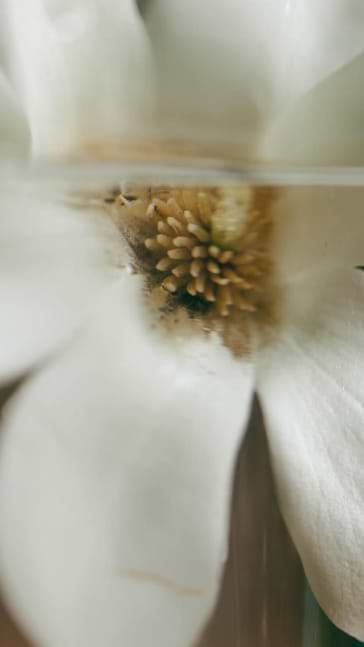 Middle notes visual: Jasmine,Neroli,Tuberose