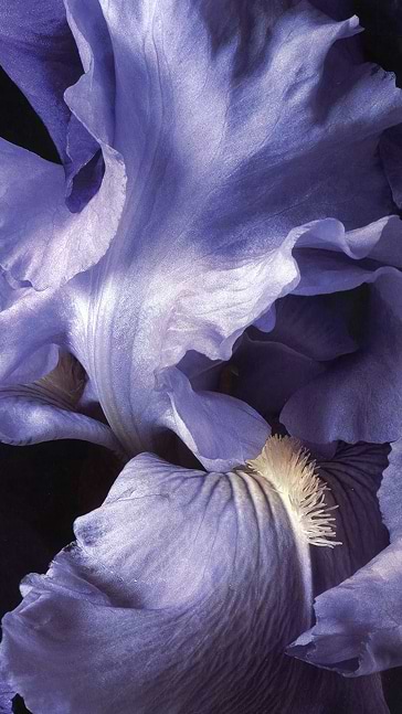 Middle notes visual: Jasmine Sambac,Orange Blossom,Saffron