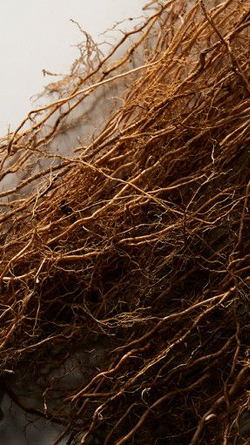 Middle notes visual: Clary Sage,Geranium,Haitian Vetiver