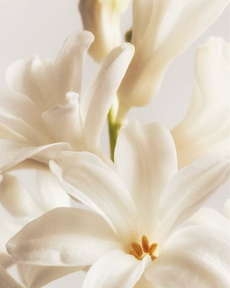 Top notes visual: Tuberose