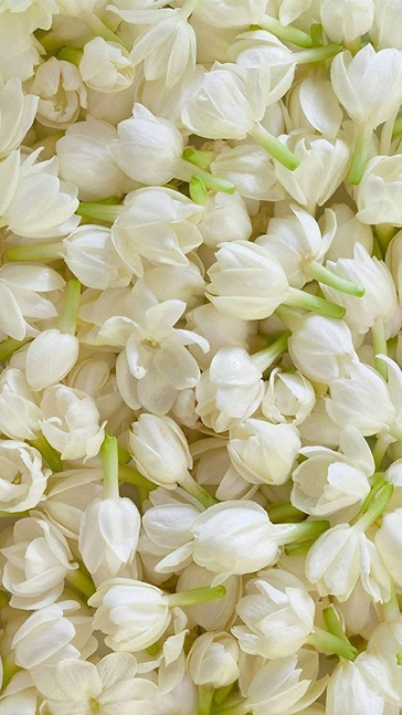 Middle notes visual: Indian Tuberose