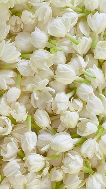 Middle notes visual: Indian Tuberose