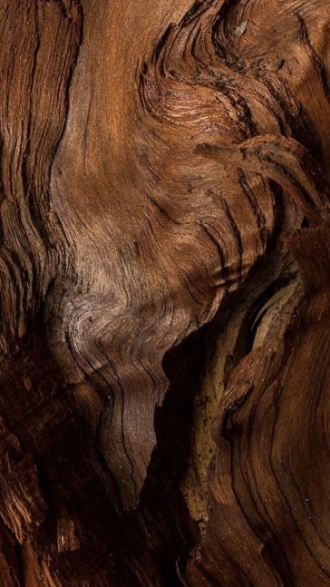 Middle notes visual: Sandalwood