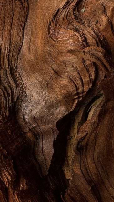 Middle notes visual: Sandalwood
