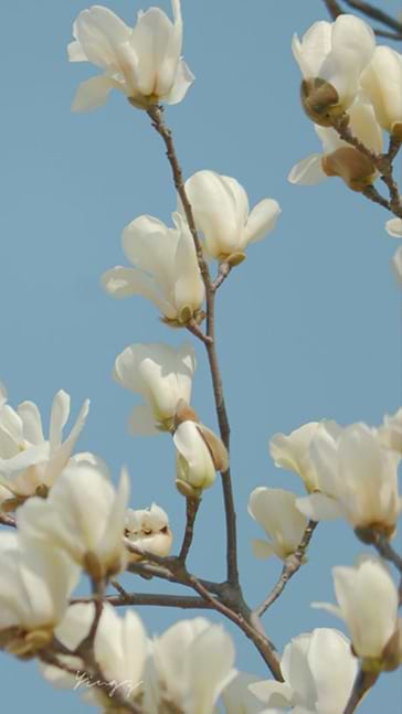 Middle notes visual: Tuberose