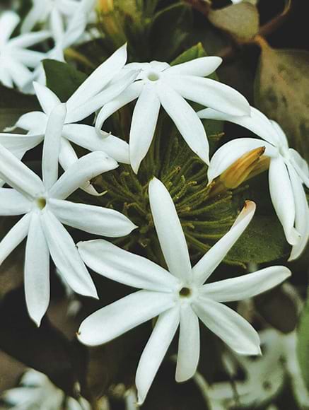 Base notes visual: Clementine,Jasmine,Orange Blossom