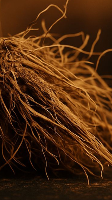 Middle notes visual: Vetiver