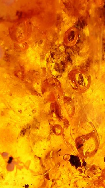 Middle notes visual: Amber,Honey,Tobacco,Vanilla