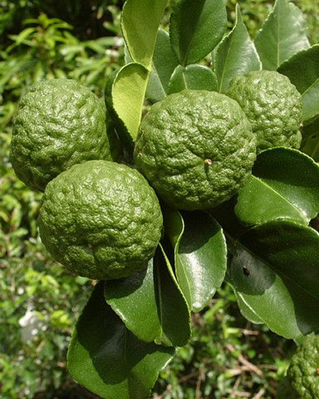 Top notes visual: Bergamot,Lime,Pink Pepper