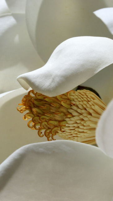 Middle notes visual: Ginger,Magnolia,Mango