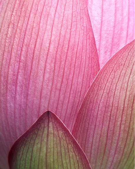 Top notes visual: Amber,Orange Blossom,Pink Lotus