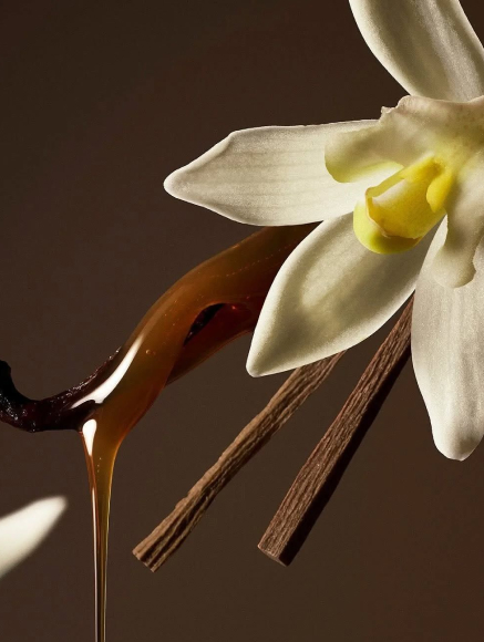 Base notes visual: Thailand Oud and Vanilla