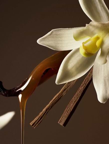 Base notes visual: Thailand Oud and Vanilla