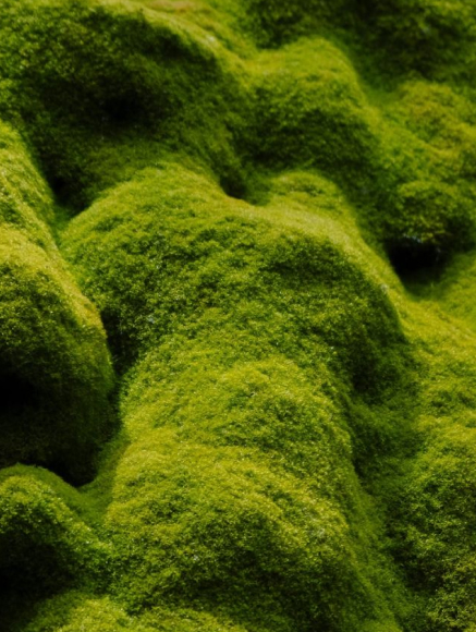 Base notes visual: Moss,Patchouli,Pine Needles,Vetiver