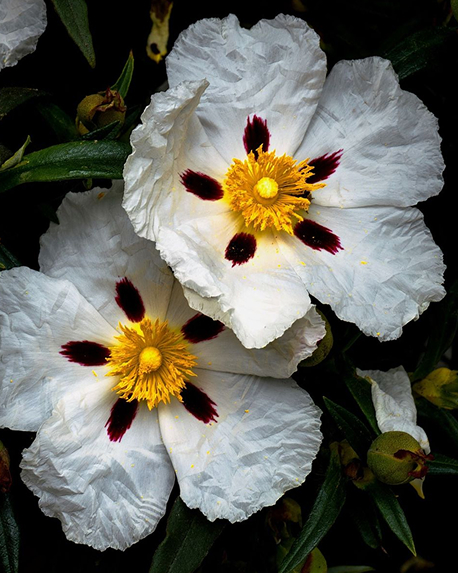 Top notes visual: Labdadum