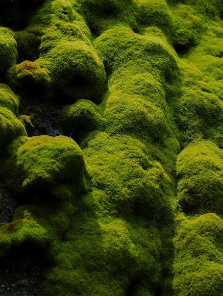 Base notes visual: Oakmoss