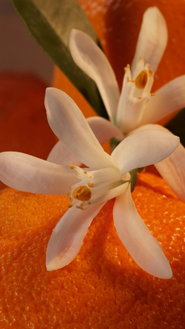Middle notes visual: Ginger Flower,Jasmine,Orange Blossom