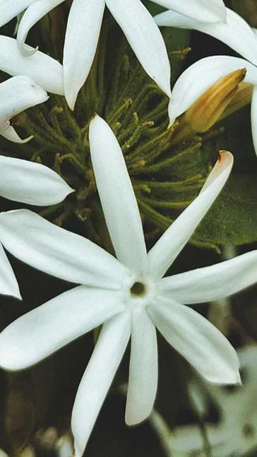 Middle notes visual: Frangipani,Narcissus,Tuberose