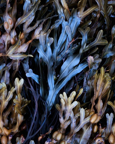 Top notes visual: Bergamot,Grapefruit,Seaweed