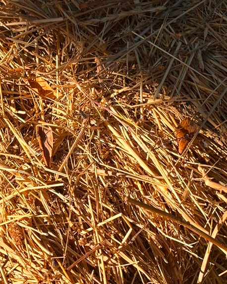 Top notes visual: Artemisia,Chamomile,Galbanum,Hay,Immortelle,Laurel,Mate,Pine