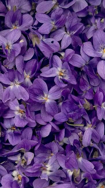 Middle notes visual: Sage,Violet Leaves