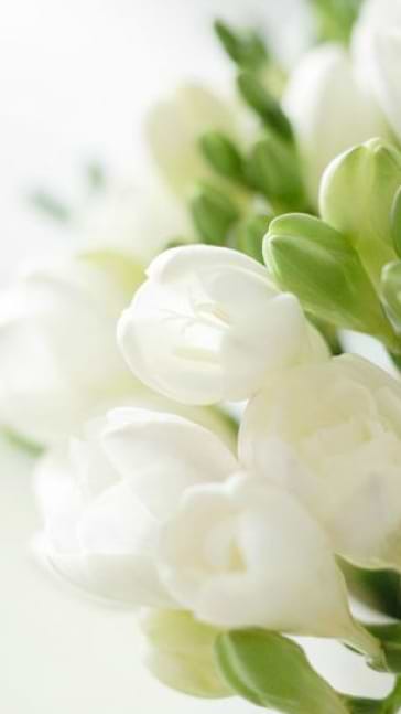 Middle notes visual: Freesia
