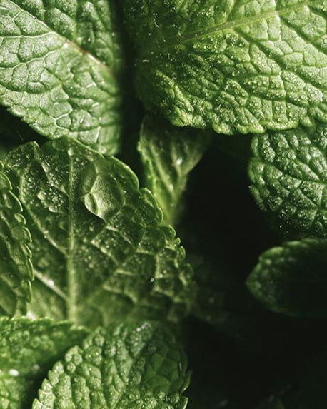 Top notes visual: Cardamom,Mint,Sage