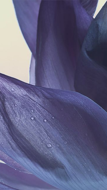 Middle notes visual: Turkish Rose,Tuscan Iris