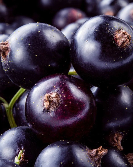 Top notes visual: Black Currant,Orange Blossom