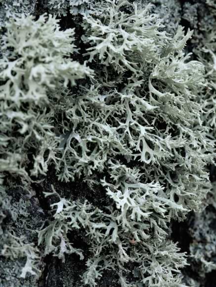 Base notes visual: Patchouli, Balsamic, Vetiver and Oakmoss