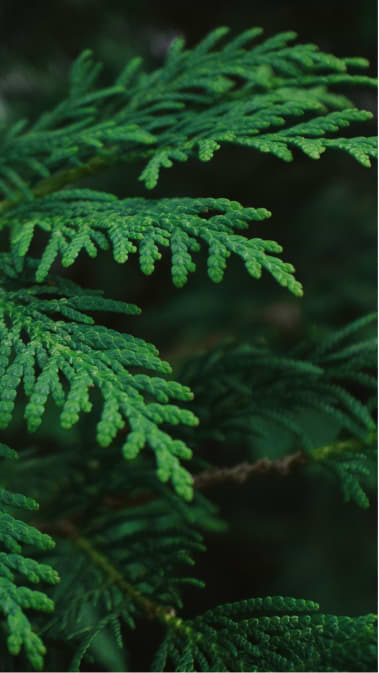 Middle notes visual: Guaiac Wood and Atlas Cedar