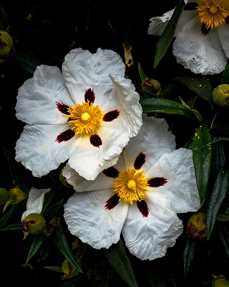 Top notes visual: Labdanum,Patchouli,White Oud