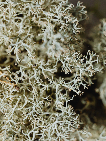 Base notes visual: Amber,Moss,Vetiver